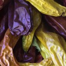 Hatch Chiles curing in the shade